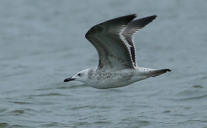 Caspian Gull
