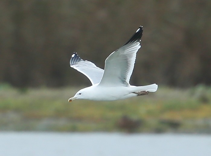 Caspian Gull
