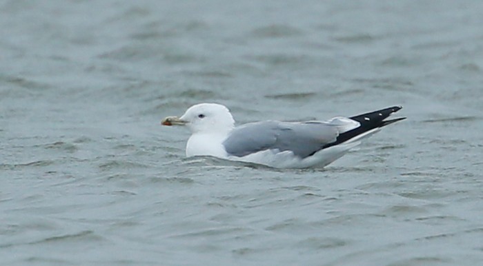 Caspian Gull