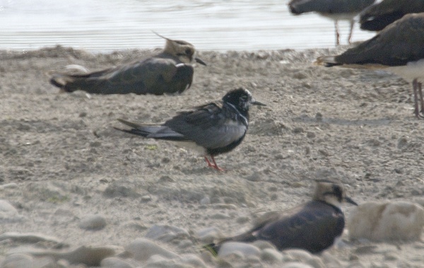 White-winged Black Tern