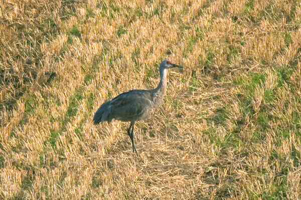 Sandhill Crane