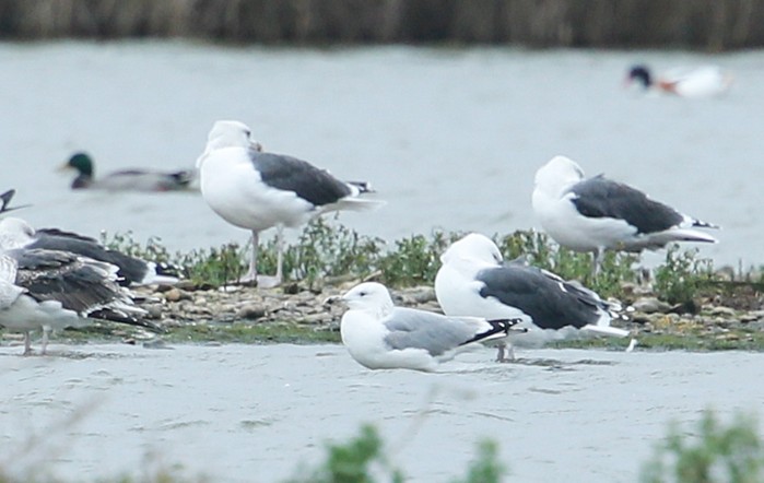Caspian Gull