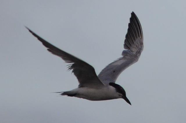Gull-billed Tern