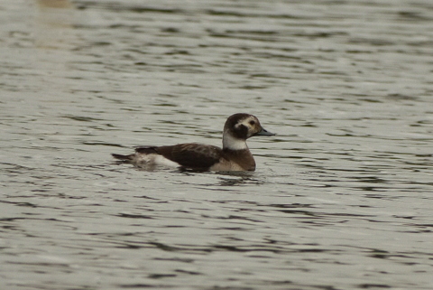 Long-tailed Duck