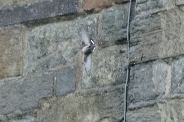 Crag Martin