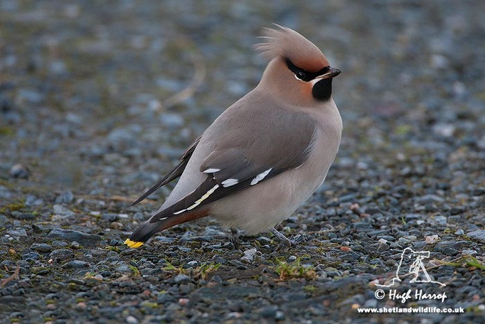 Waxwing