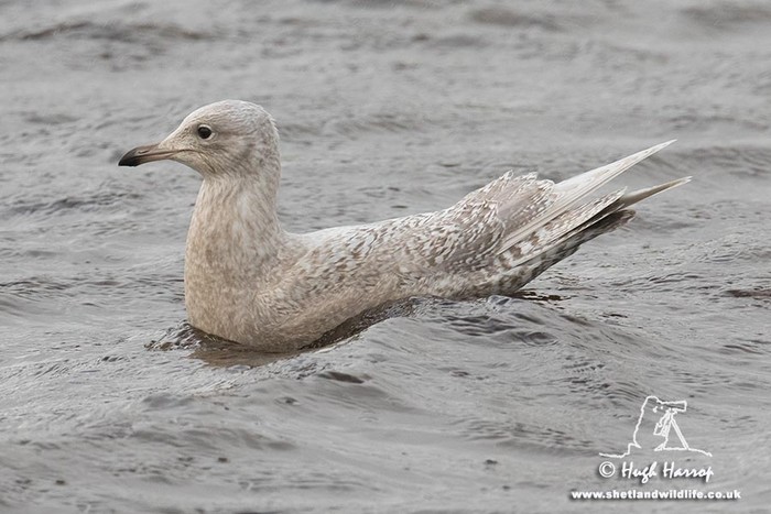 Iceland Gull