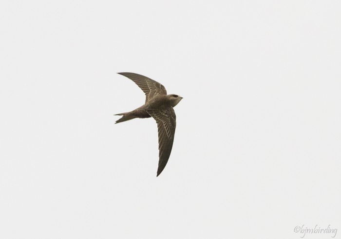 Pallid Swift