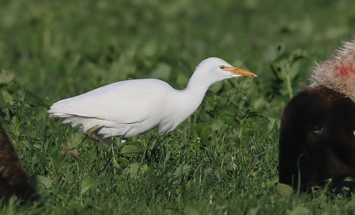 Cattle Egret