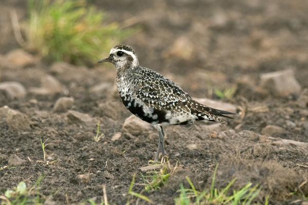 American Golden Plover