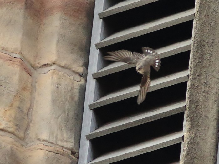 Crag Martin
