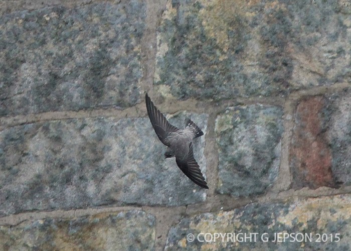 Crag Martin