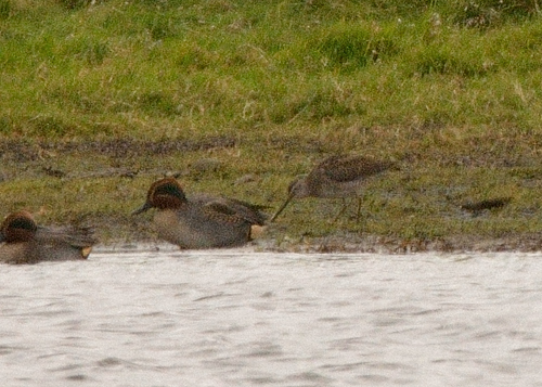 Long-billed Dowitcher