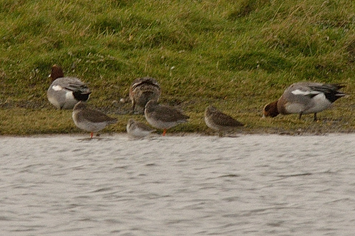 Long-billed Dowitcher