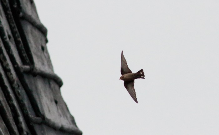 Crag Martin