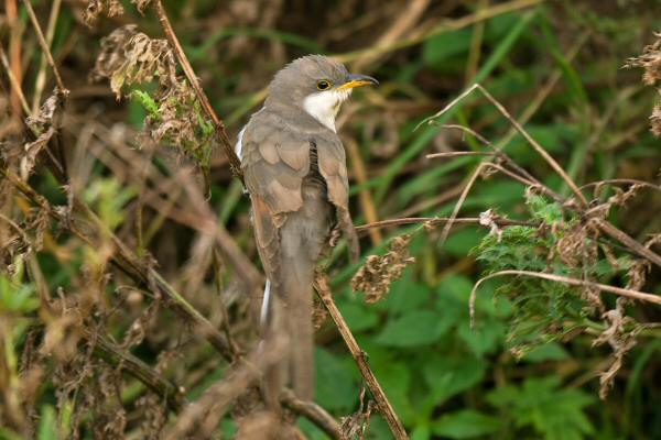 Yellow-billed Cuckoo