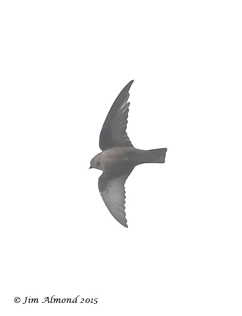 Crag Martin