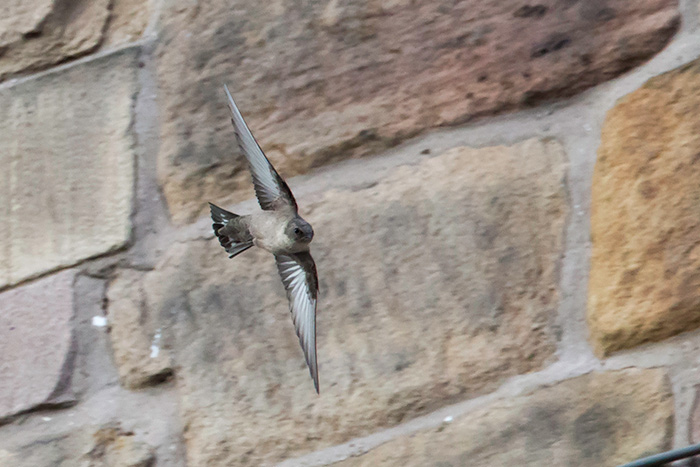 Crag Martin