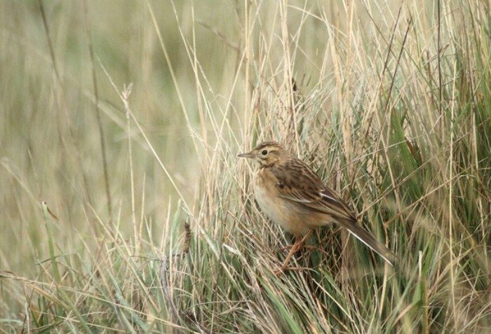 Richard's Pipit