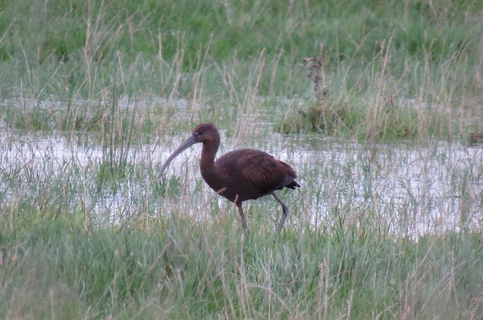 Glossy Ibis
