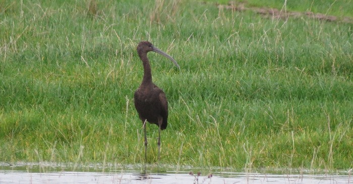 Glossy Ibis