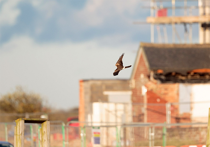 Pallid Harrier
