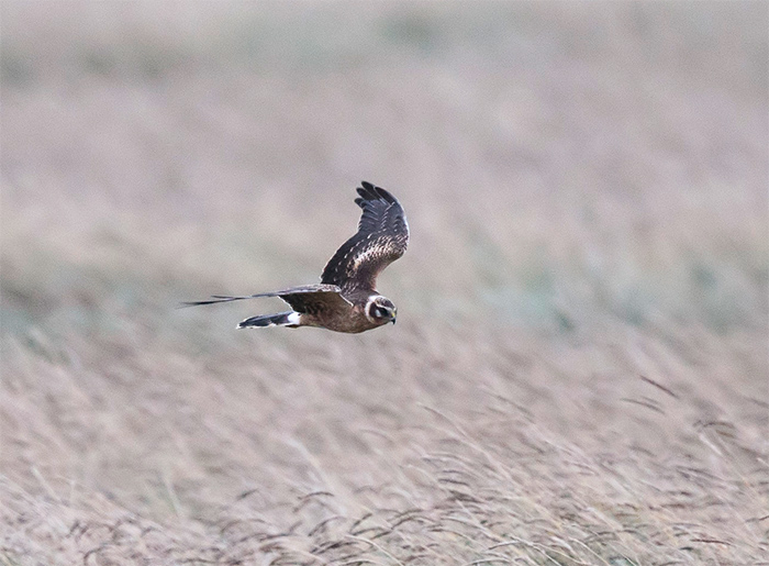 Pallid Harrier