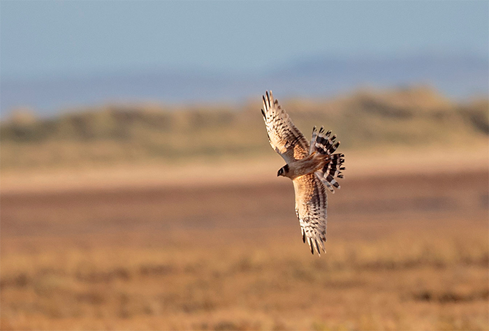 Pallid Harrier