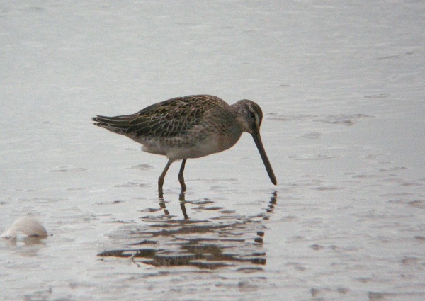 Long-billed Dowitcher
