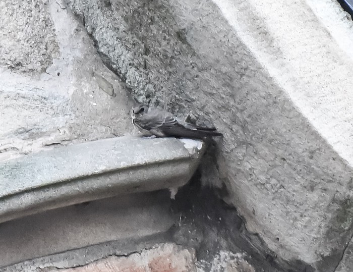 Crag Martin