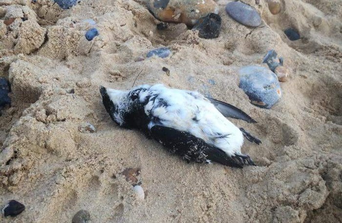 Little Auk