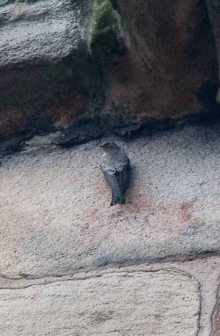 Crag Martin