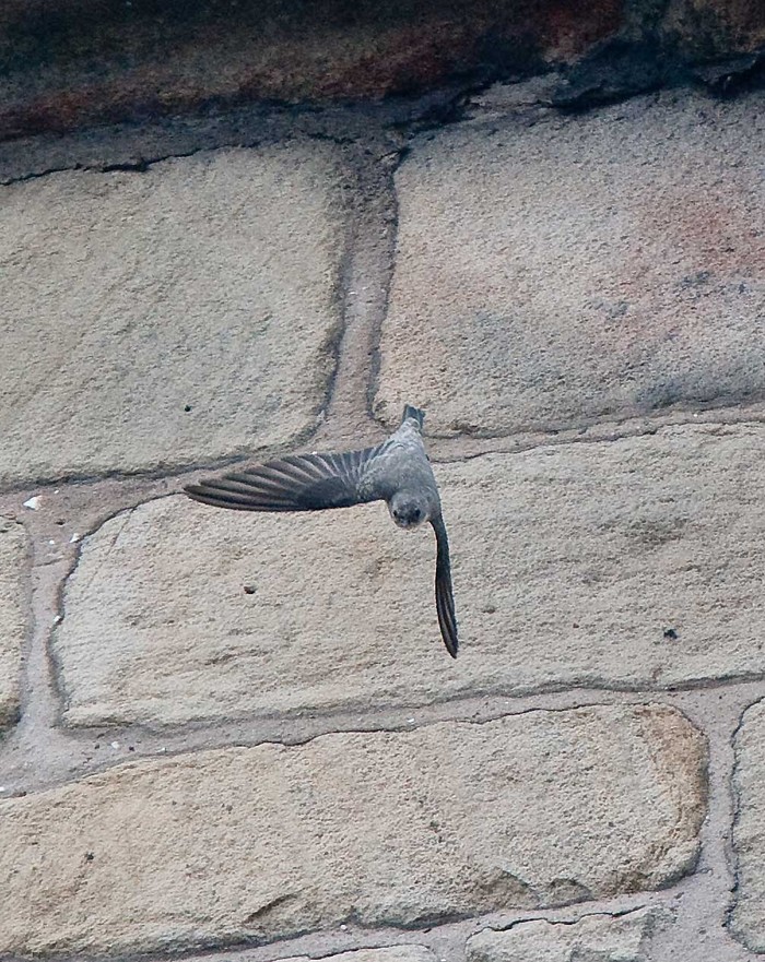 Crag Martin