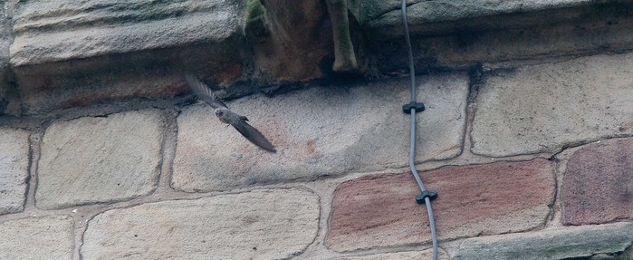 Crag Martin