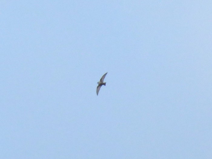 Crag Martin