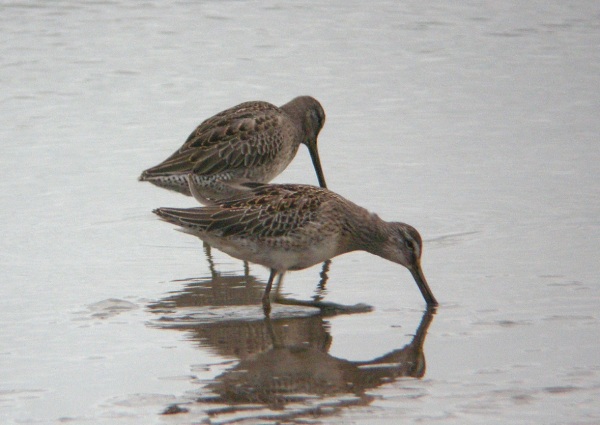 Long-billed Dowitcher