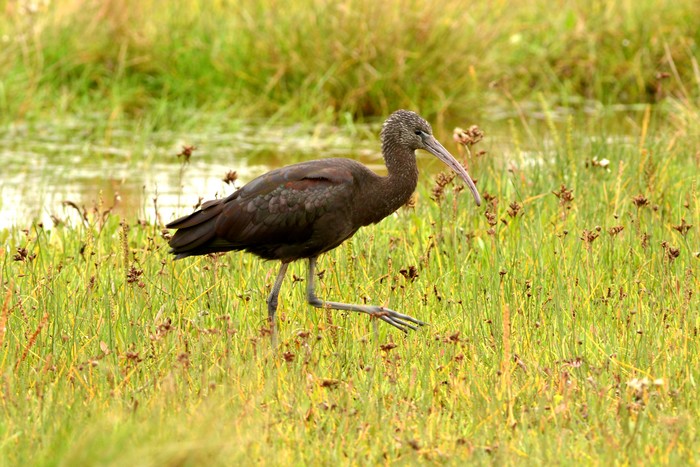 Glossy Ibis