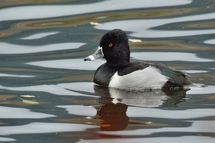 Ring-necked Duck