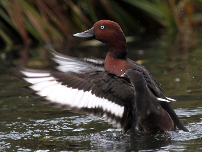 Ferruginous Duck