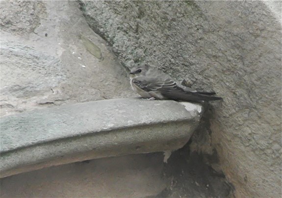 Crag Martin