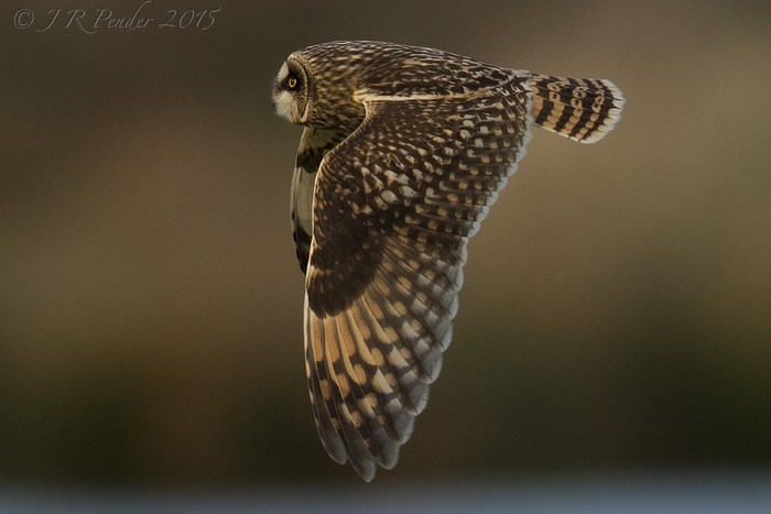 Short-eared Owl