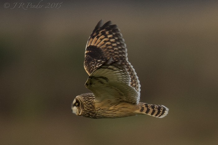 Short-eared Owl