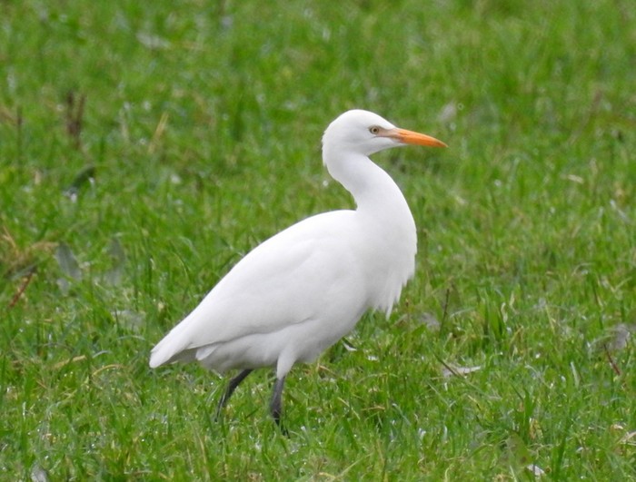 Cattle Egret