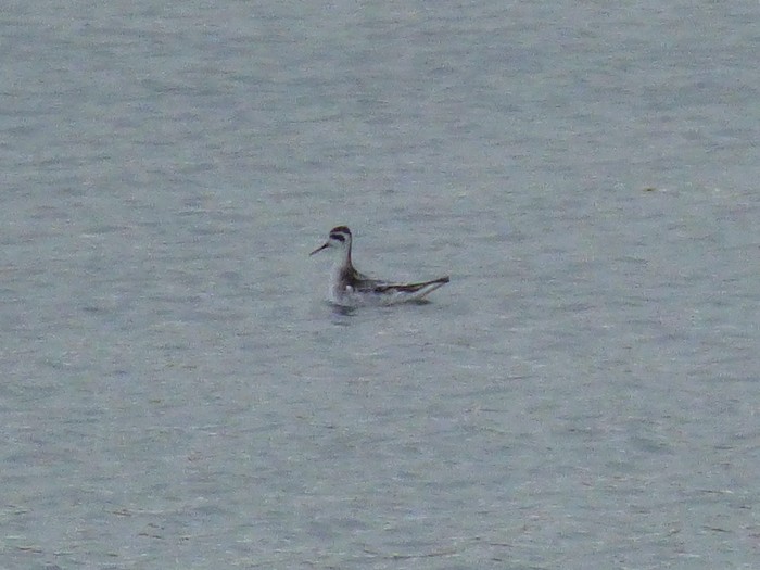 Red-necked Phalarope