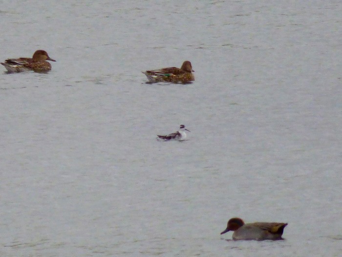 Red-necked Phalarope