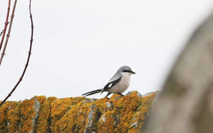 Great Grey Shrike
