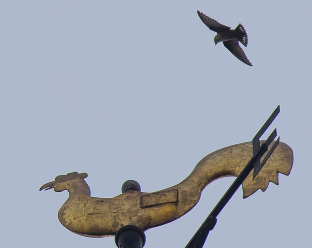 Crag Martin