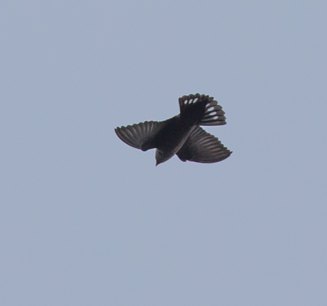 Crag Martin