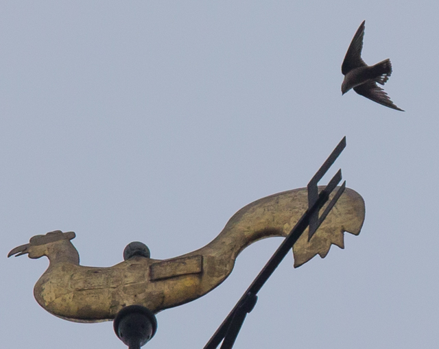 Crag Martin