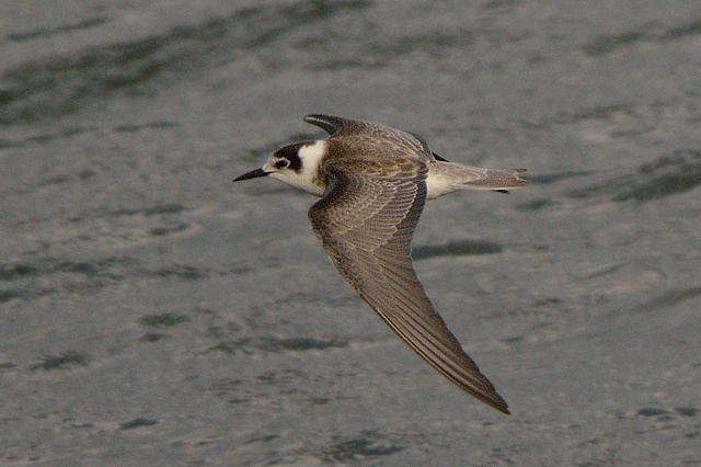 Black Tern